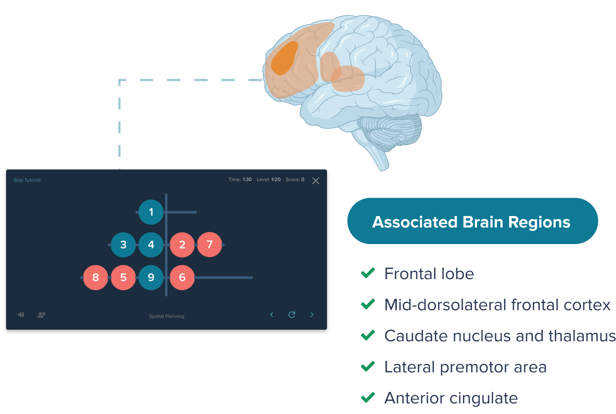 Cognitive Tasks - Modern Model-1