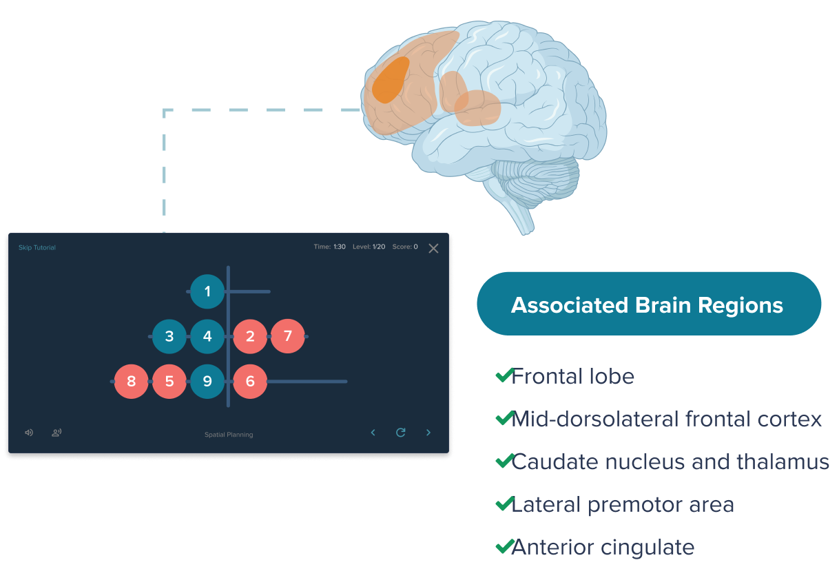 Cognitive Tasks - Modern Model